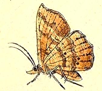 Rhinodia rostraria