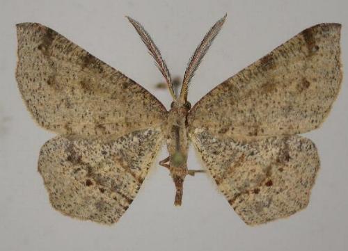 Rhinodia rostraria
