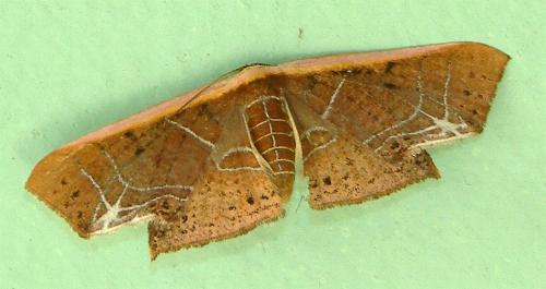 Tessarotis rubrata