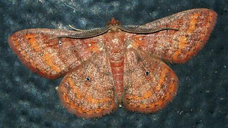 Casbia scardamiata