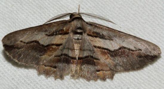 Syneora silicaria