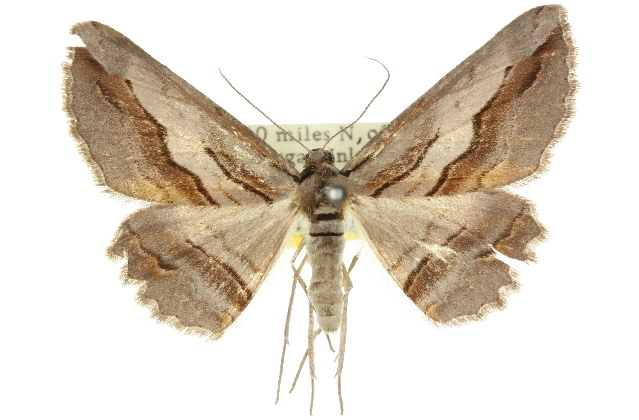 Syneora silicaria
