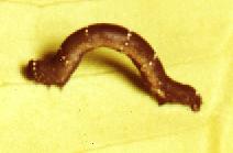 Pholodes sinistraria larva