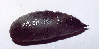 Pholodes sinistraria pupa