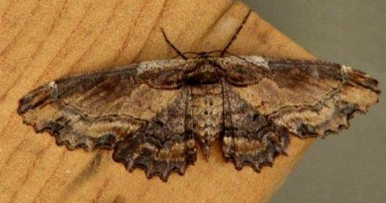Pholodes sinistraria female