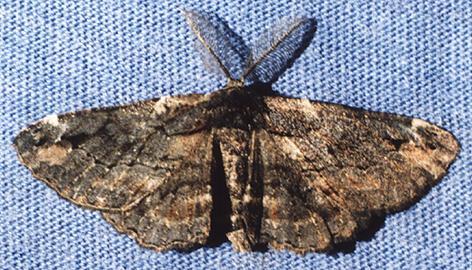 Pholodes sinistraria male