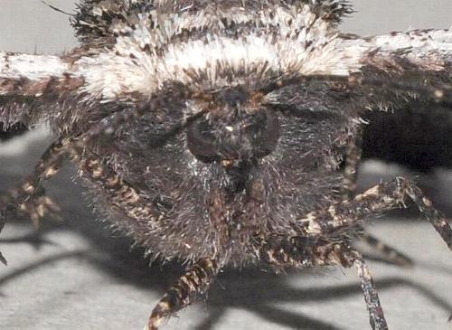 Pholodes sinistraria