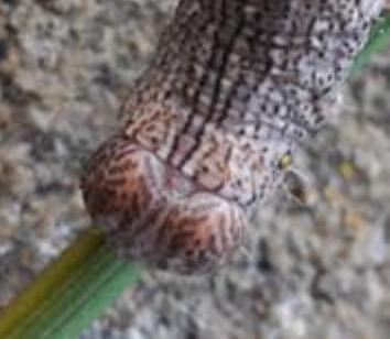 Pholodes sinistraria larva