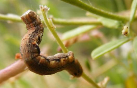 Zermizinga sinuata larva