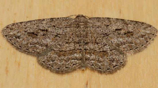 Zermizinga sinuata male