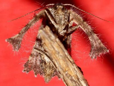 Zermizinga sinuata female underside