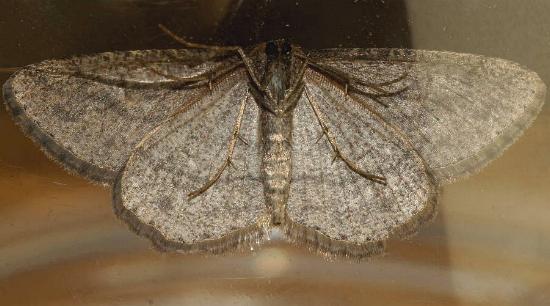 Zermizinga sinuata male underside