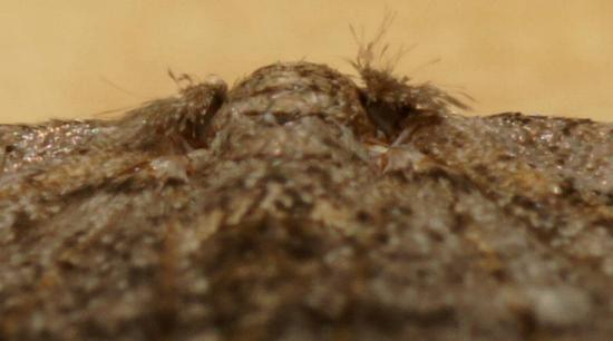 Zermizinga sinuata male