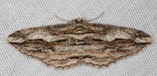 Syneora strixata