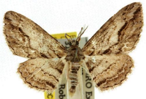 Syneora strixata