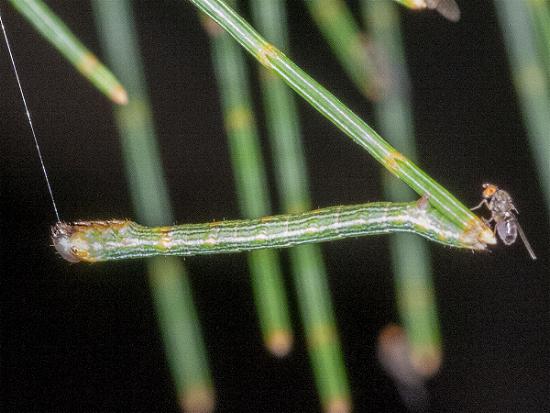 Boarmia suasaria