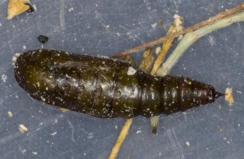 Boarmia suasaria