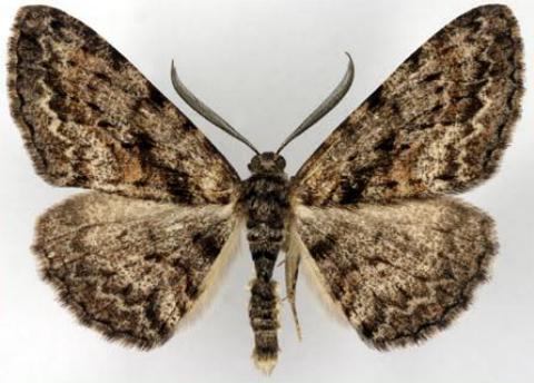Boarmia suasaria