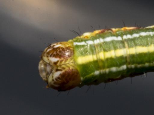 Boarmia suasaria