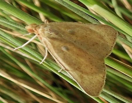 Neritodes verrucata