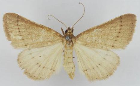 Neritodes verrucata