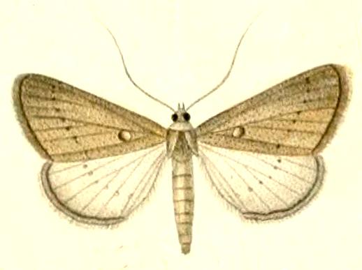Neritodes verrucata