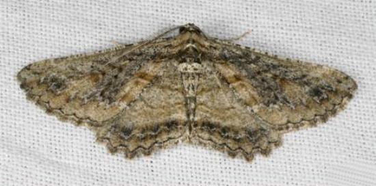 Boarmia zaloschema