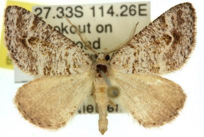 Paramelora zophodesma