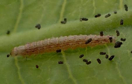 Orthaga amphimelas