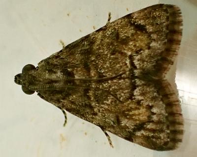 Orthaga amphimelas