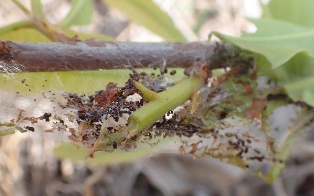 Orthaga amphimelas