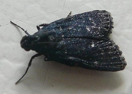 Stericta carbonalis