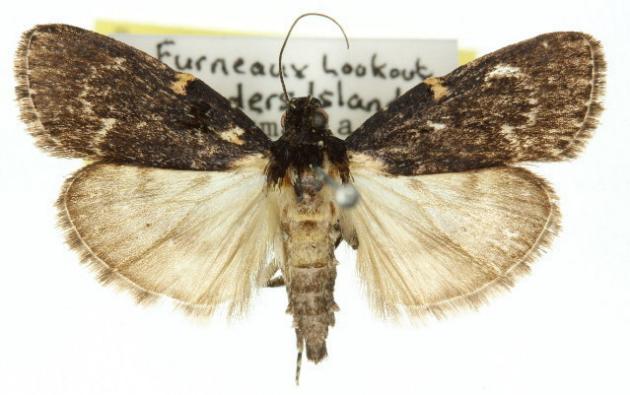 Stericta carbonalis