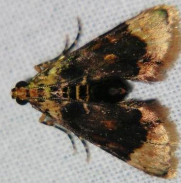 Titanoceros cataxantha