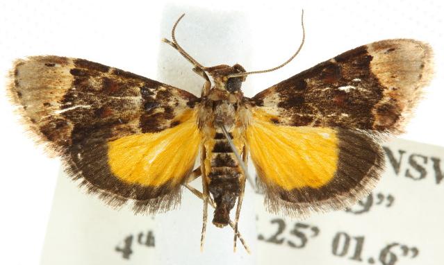 Titanoceros cataxantha