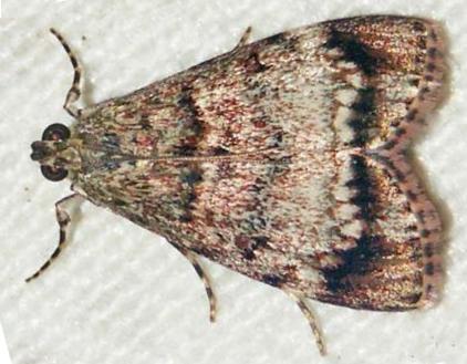 Stericta concisella