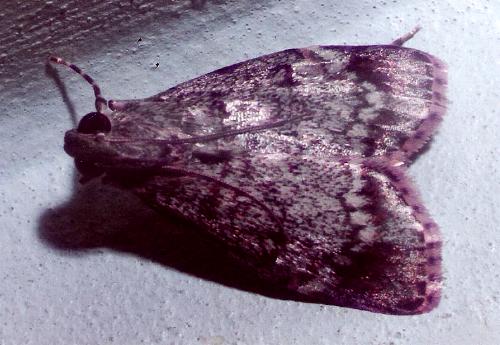 Stericta concisella