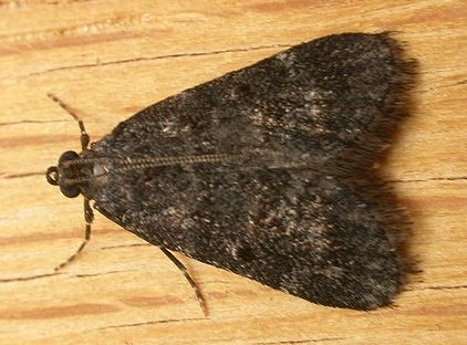 Catamola funerea