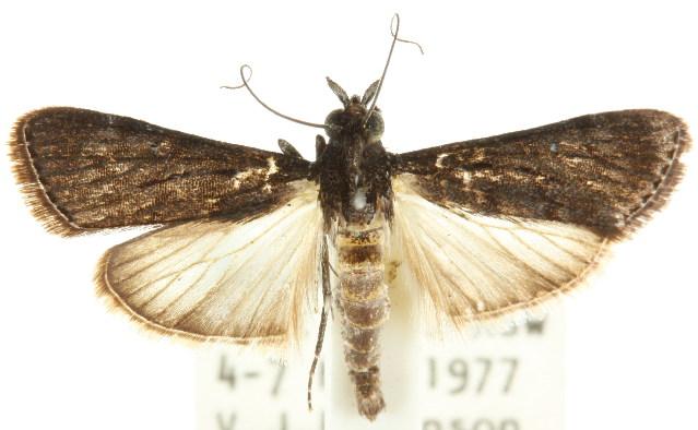 Catamola funerea