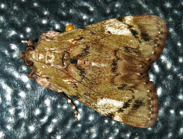 Orthaga picta