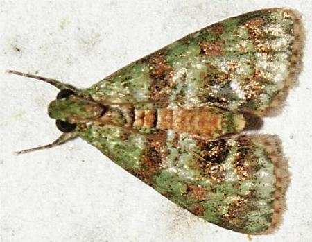 Stericta prasina