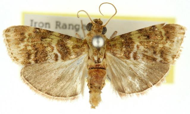 Stericta prasina