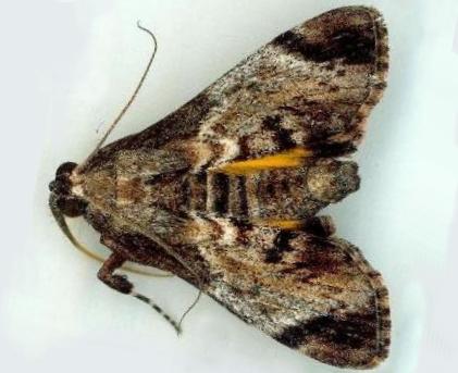 Salma pyrastis