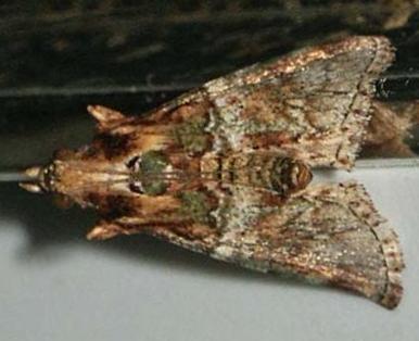 Titanoceros thermoptera