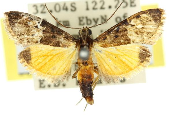 Titanoceros thermoptera