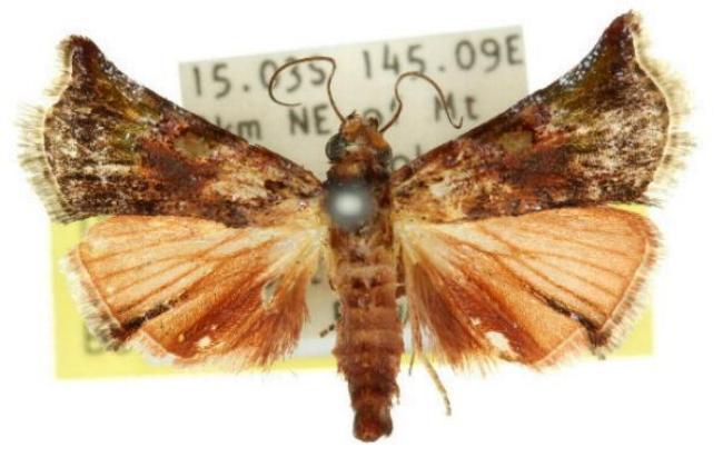 Agastophanes zophoxysta