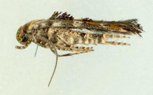 Epermenia commonella