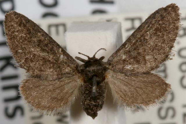 Heteropsyche poecilochroma
