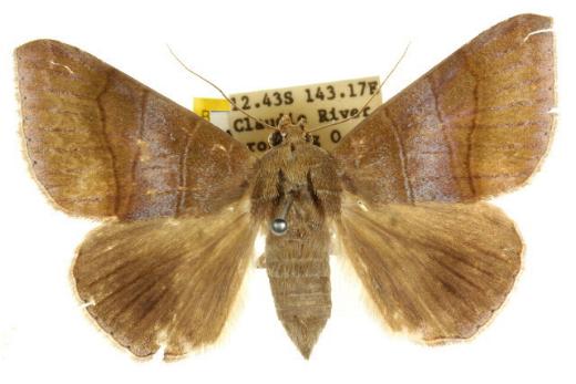 Bastilla absentimacula