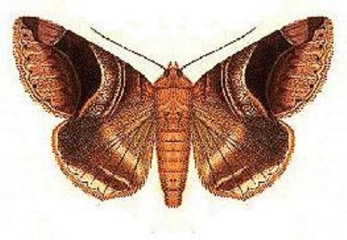 Bastilla absentimacula
